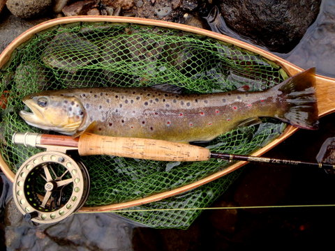 Saddleworth trout
