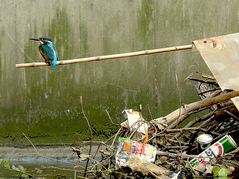 Common Kingfisher (Alcedo atthis) perched in an urban waterway in London, UK.