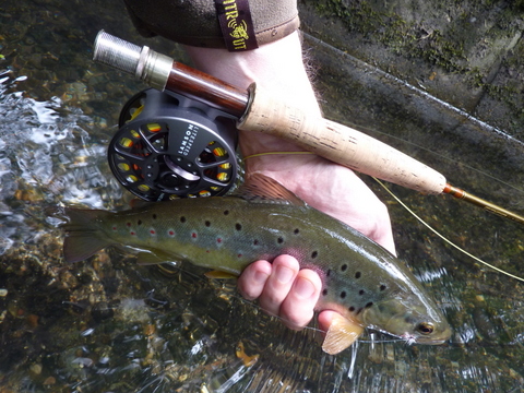 Wandle trout - summer 2014