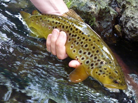Wandle trout Aug 2014