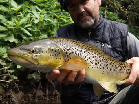 Trent trout - photo Glen Pointon